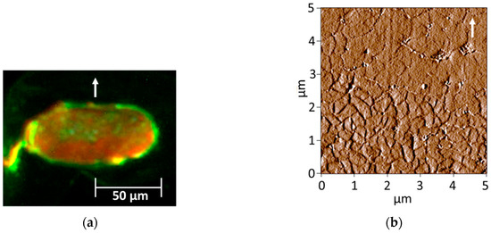 Fluorescent gekleurde afrohaardwarsdoorsnede naast een AFM-opname van de binnenste cortex.