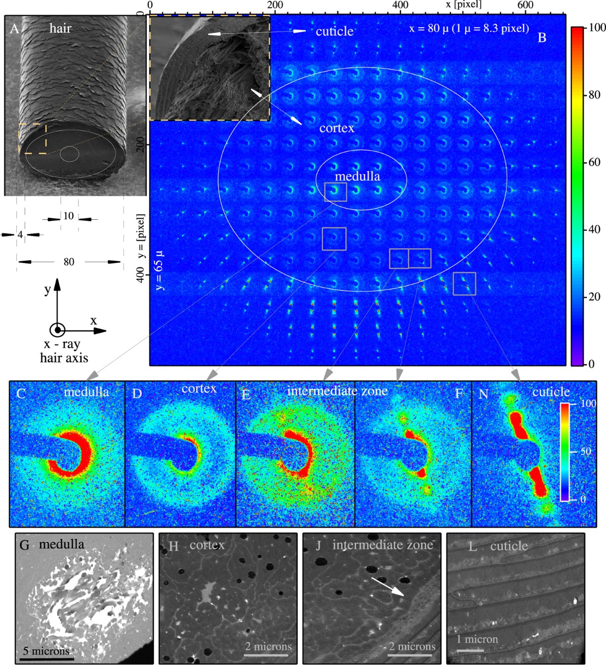 Waar zit de cuticula?. In deze dwarsdoorsnede zie je de buitenlaag om de binnenste cortex en medulla. Detail A uit de oorspronkelijke SEM-onderzoeksplaat.